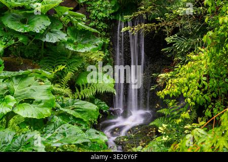 Kleiner Forest Creek Wasserfall. Ein kleiner Wasserfall in einem üppigen, gemäßigten Regenwald im pazifischen Nordwesten. Stockfoto