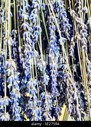 Nahaufnahme eines Haufens von trockenem Lavendel Stockfoto