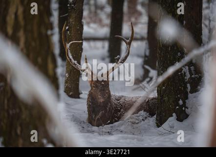 Hirsch ruht im verschneiten Wald mit großen Geweihen im Winter. Stimmungsvolle Tierwelt mit großen schneebedeckten Geweihen, sanftem, gedämpftem Licht und einer ruhigen Farbe Stockfoto