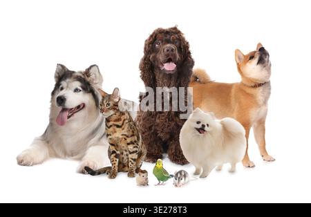 Gruppe niedlicher Haustiere auf weißem Hintergrund. Verschiedene Tiere Stockfoto