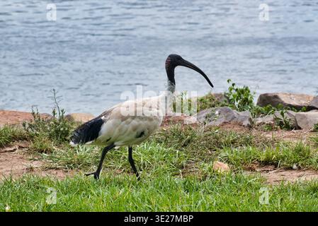 Ein australisches weißes ibis geht über grünes Gras neben einem ruhigen Gewässer und zeigt seinen langen geschwungenen schwarzen Schnabel, dunklen Kopf und Hals. Stockfoto