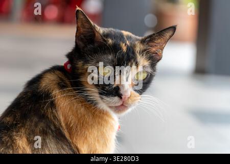 Calico-Katze mit auffälligen grünen Augen blickt direkt. Der Hintergrund mit weichem Fokus unterstreicht seinen neugierigen Ausdruck. Der rote Kragen liegt sanft auf dem Hals. Fell Stockfoto