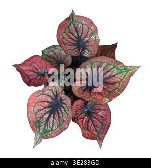 Schöne Caladium-Pflanze mit roten und grünen Blättern auf weiß Stockfoto