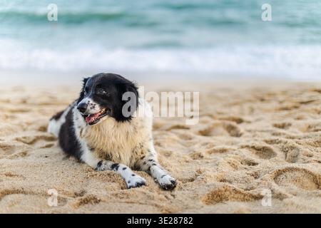 Schwarz-weiße Border Collie Typ Hund, der am Sandstrand in der Nähe der Meereswellen liegt Stockfoto