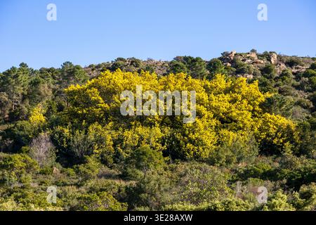 Mimosa-Baumgruppe, die auf einem Hügel mit mediterranem Gestrüpp und Winterlicht im Col du Canadel-Gebiet wächst Stockfoto