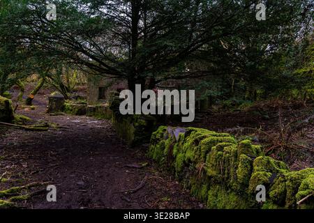 Moosbedeckte Schiefermauer und Waldweg im Dorothea Steinbruch Stockfoto