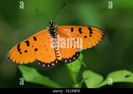 Tawny coster Schmetterling Tawny Coster (Acraea terpsicore) auf einem grünen Blatt in Chiang Mai, Thailand Stockfoto