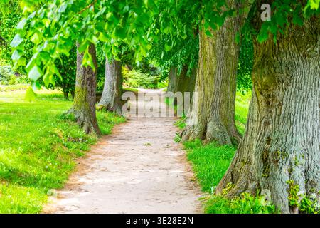 Der Weg in Jirsakovy Sady führt durch Bäume in der Nähe des Zusammenflusses von Elbe und Orlice. Die Leute schlendern entlang des Spaziergangs und genießen die Natur und das Grün. Stockfoto
