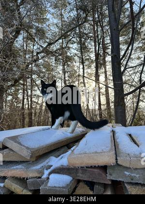 Schwarz-weiße Smoking Katze, die bei Sonnenuntergang über einen schneebedeckten Holzhaufen in einem ruhigen Wald spaziert. Natürliches Hintergrundlicht, rustikale Texturen und eine ruhige Winterlandschaft Stockfoto
