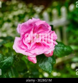 Garten, rosa Rose und Pflanzen mit Blüte im Frühling, Outdoor und Sonnenschein mit Wachstum in der Natur. Damastblüten, Blüten und Blätter mit Blättern Stockfoto