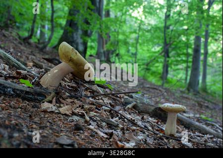Imleria badia (Boletus badius) oder Lorbeerpilz Bolete wächst in den Bergen, die mit Herbstblättern bedeckt sind, in der Nähe von Tannen mit einem niedrigen Blickwinkel. Stockfoto
