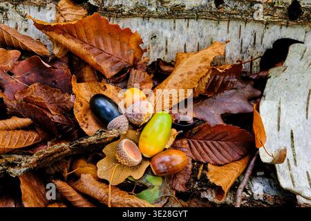 Der Herbstwald liegt flach mit Birkenrinde, Eicheln, gelben Pilzen und gefallenen Eichenblättern auf einem hölzernen Hintergrund Stockfoto