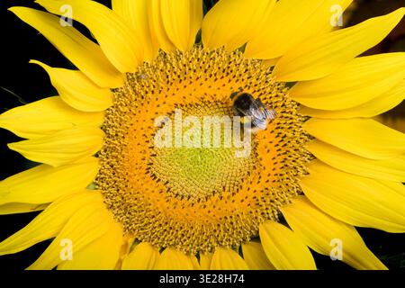 Sonnenblume mit einer Biene Stockfoto