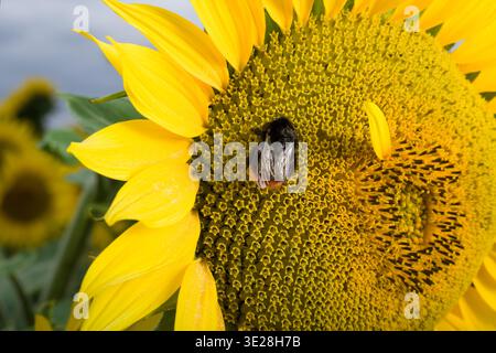 Sonnenblume mit einer Biene Stockfoto