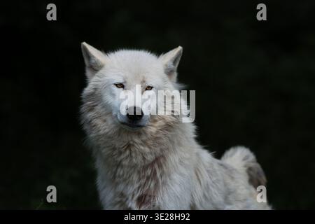 Majestätisches Low Key Porträt eines weißen arktischen Wolfs mit goldenen Augen und intensivem Blick auf schwarzem Hintergrund Stockfoto
