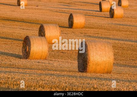 Golden Hour Landschaft mit runden Heuballen auf einem geernteten Feld Stockfoto