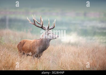 Während der Schlachtung wird ein Hirsch ausgezogen Stockfoto