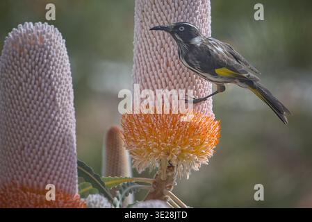 New Holland Honeyeater (Phylidonyris novaehollandiae) ein gewöhnlicher Gartenvogel in Perth und ein Schlüsselbestäuber für Banksia-Pflanzen. Stockfoto