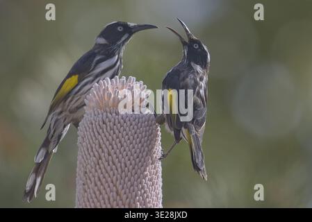 New Holland Honeyeater (Phylidonyris novaehollandiae) ein gewöhnlicher Gartenvogel in Perth und ein Schlüsselbestäuber für Banksia-Pflanzen. Stockfoto