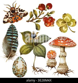 Eine Reihe von Waldelementen. Amanita, Feder, Ei, Motte, Klee und Beere. Isolierte Aquarellzeichnung Stockfoto