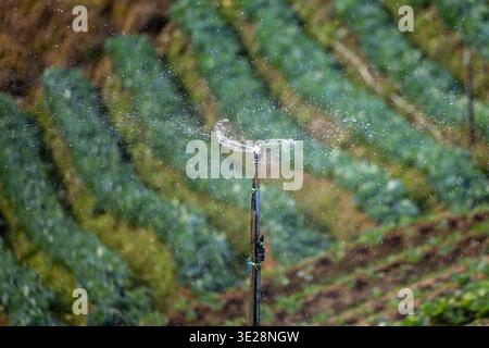 Nahaufnahme einer Bewässerungsanlage zur Bewässerung frischer grüner Kulturen in einem bewirtschafteten Betrieb, wobei nachhaltige Landwirtschaft, Wasserschutz, Stockfoto