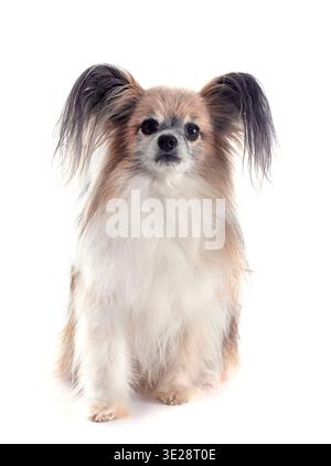 Papillon Hund vor weißem Hintergrund Stockfoto