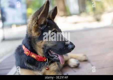Der hübsche deutsche Schäferhund sieht glücklich und süß aus und trägt einen roten Kragen, während er draußen auf dem Boden ruht, während die Zunge im Sommerwetter ausstreckt Stockfoto