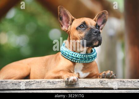 Brauner französischer Bulldog mig mit langer Nase und blauem Paracord-Kragen Stockfoto