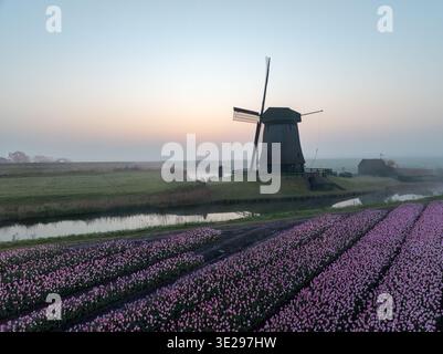 Aus der Vogelperspektive auf eine historische Windmühle, die über Feldern mit leuchtenden rosa Tulpen wacht, die im sanften Licht der Morgendämmerung getaucht sind, Schermerhorn, Noord-Holland, Net Stockfoto
