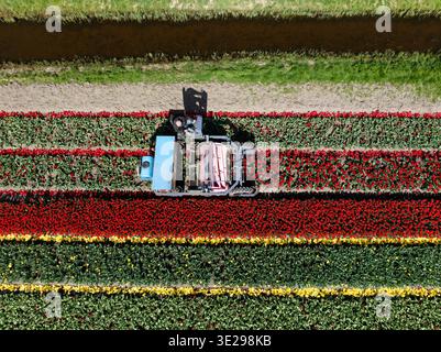 Aus der Vogelperspektive einer Erntemaschine, die durch ein farbenfrohes Tulpenfeld fährt und leuchtende rote, gelbe und grüne Streifen erzeugt, Benningbroek, Noord-Hol Stockfoto