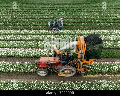 Luftaufnahme eines Tulpenfeldes, in dem Arbeiter Blumen in kontrastierenden Farbreihen mit Maschinen verarbeiten, Wognum, Noord-Holland, Niederlande. Stockfoto