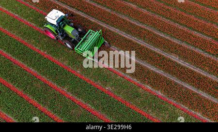 Aus der Vogelperspektive eines Traktors, der die lebhaften, farbenfrohen Tulpenfelder erntet und eine atemberaubende Landschaft mit geometrischen Mustern schafft, Sint Maartensvlotbrug, Stockfoto