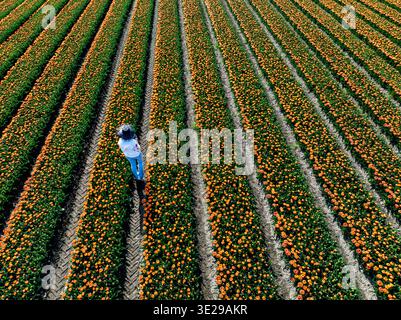 Aus der Vogelperspektive einer einsamen Figur inmitten von leuchtenden Reihen von orangefarbenen Blumen, einem fesselnden Tanz aus Farbe und Textur auf den Feldern, Benningbroek, Noord-Ho Stockfoto