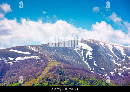 Naturbild des Borzhava-Berges mit schneebedeckten Spitzen in der Frühlingslandschaft. Hintergrundbild für Berge. Grüne Landschaft mit bewaldeten Hängen unter B Stockfoto