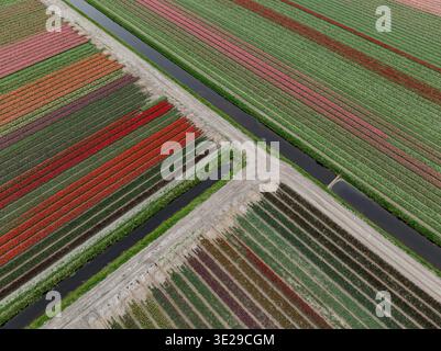 Die pulsierenden Tulpenfelder erstrecken sich aus der Vogelperspektive in ordentlichen Reihen, die von engen Kanälen durchzogen sind, wodurch ein farbenfrohes Flickwerk in der Landschaft entsteht, Oostwoud, Nor Stockfoto