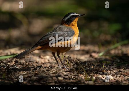 Weißbrauen-robin-Chat, Cossypha heuglini, Grau gekröntes Kranschutzgebiet in Umusambi Village, Kigali, Ruanda Stockfoto