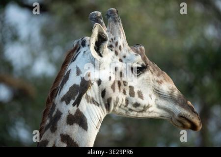 Masai-Giraffe mit Rotschnabeloxspecht, Giraffa camelopardalis tippelskirchi, Ruaha-Nationalpark, Tansania Stockfoto