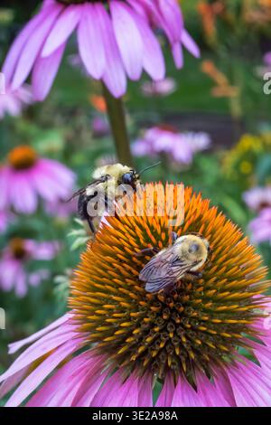 Hummeln auf einer Coneflower-Blüte in einem Garten Stockfoto