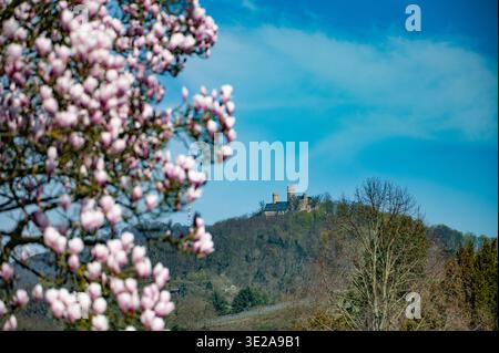 Die Aufnahme zeigt die Burgruine Auerbach bei Bensheim an der Hessischen Bergstraße im Frühling. Im Vordergrund sorgen zartrosa Magnolienblüten für ei Stockfoto