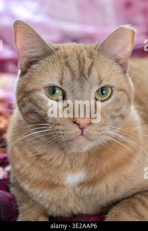 Ein Porträt einer Hauskatze Stockfoto
