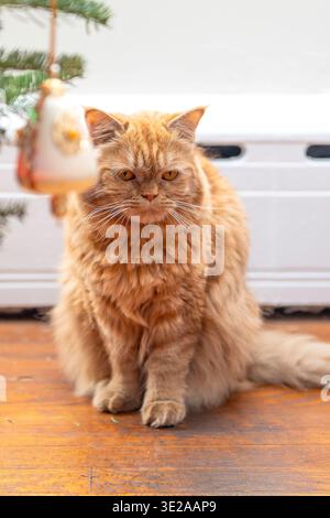Ein Porträt einer Hauskatze Stockfoto