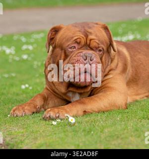 de Bordeaux Dogge Stockfoto
