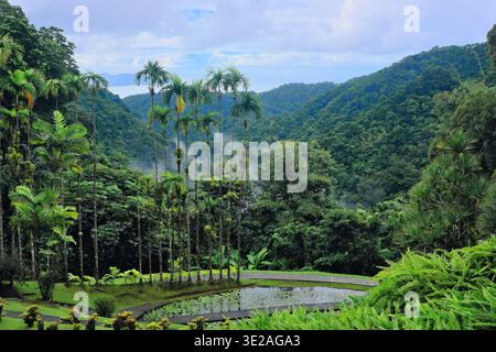 Martinique, Französisch-Westindien: Der Botanische Garten Balata in Fort-de-France Stockfoto