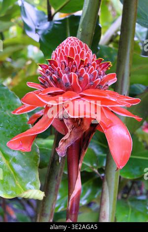 Martinique, Französisch-Westindien: Der Botanische Garten Balata in Fort-de-France. Brenner Ingwer (etlingera elatior), krautige Staudenpflanze, die Spezies Stockfoto