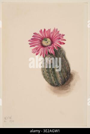 Botanische Illustration des Turkeyhead-Kaktus (Echinocereus perbellus) von Mary Vaux Walcott, mit einer detaillierten Studie eines kleinen Rippenkaktus mit Stacheln und einer leuchtend rosa Blüte, in zartem Aquarellstil, 1930. Stockfoto