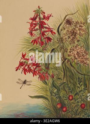 Botanische Illustration der Kardinalblume (Lobelia cardinalis) von Mary Vaux Walcott, die lebendige rote röhrenförmige Blüten zeigt, die zwischen Gräsern und Laub in der Nähe eines Wassers wachsen, begleitet von einer Libelle und umliegenden Pflanzen in einer detaillierten natürlichen Studie. Stockfoto