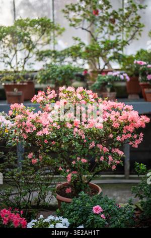 Üppige Rhododendronpflanze mit blühenden rosa Blüten und grünen Blättern, die in Orangerie blühen. Stockfoto