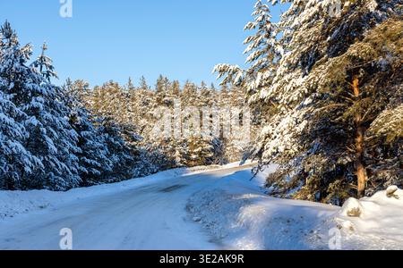 Winter Kiefernwald im Schnee mit Sonnenstrahlen Stockfoto