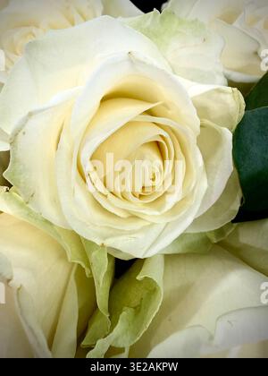 Eine Nahaufnahme von einem Haufen cremegelber Rosen Stockfoto