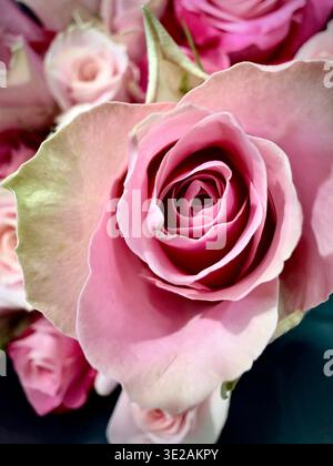 Ein Haufen rosafarbener Rosen zusammen auf einem Foto. Stockfoto
